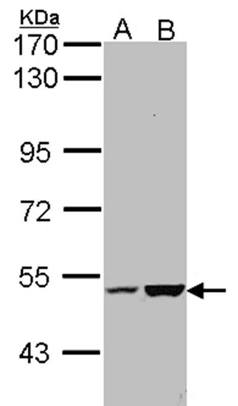 Anti-KIAA0494 Antibody