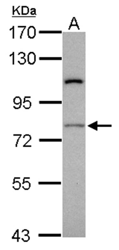 Anti-RASGRP4 Antibody