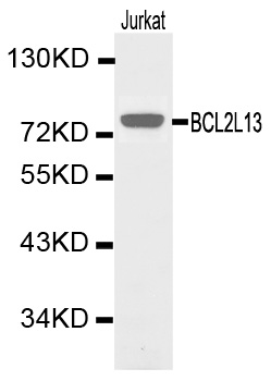 Anti-BCL2L13 Antibody