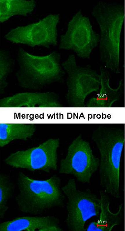 Anti-GOLGA3 Antibody Anti-GOLGA3 Antibody