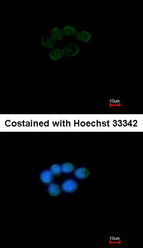 Anti-VCPIP1 Antibody Anti-VCPIP1 Antibody