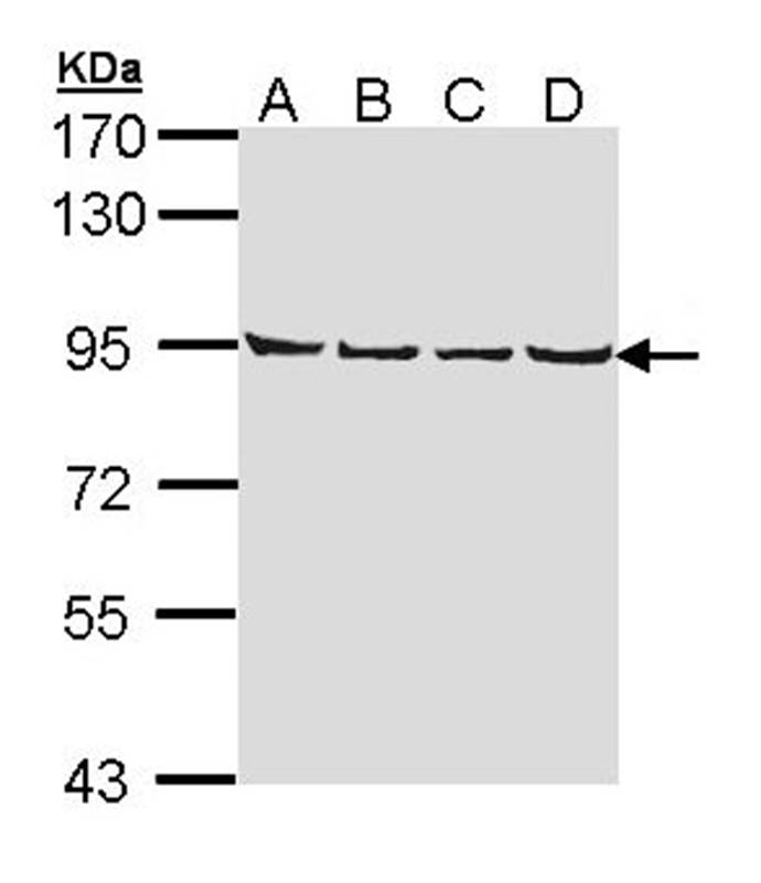 Anti-LETM1 Antibody