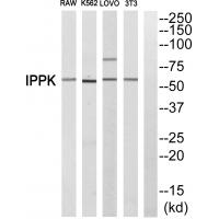 Anti-IPPK Antibody