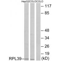 Anti-RPL39 Antibody