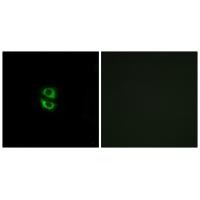 Anti-RPL39 Antibody Anti-RPL39 Antibody