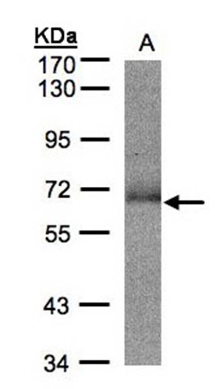 Anti-SUOX Antibody