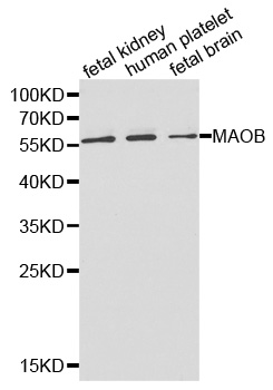 Anti-MAOB Antibody