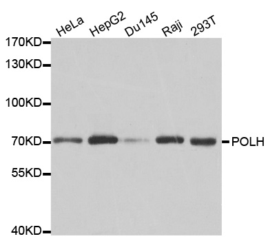 Anti-POLH Antibody