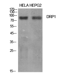 Anti-DRP1 Antibody Anti-DRP1 Antibody