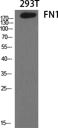 Anti-FN1 Antibody Anti-FN1 Antibody