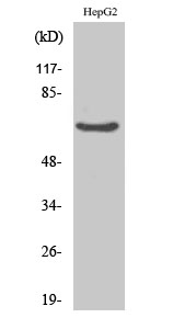 Anti-IK Antibody