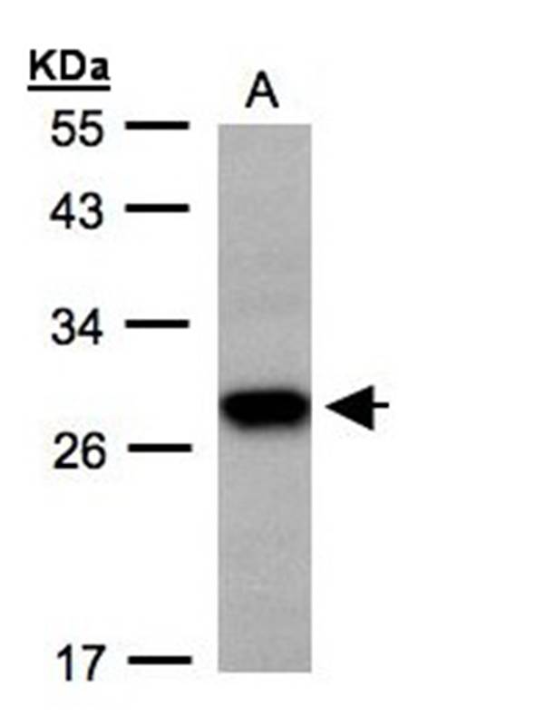 Anti-Tetraspan 1 Antibody