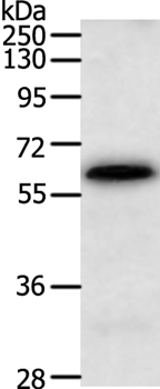 Anti-TRAF3IP3 Antibody