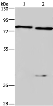Anti-COL4A3BP Antibody
