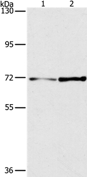 Anti-PPP1R13L Antibody