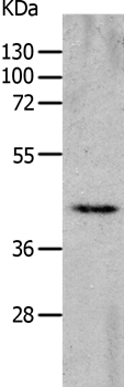 Anti-CHRFAM7A Antibody