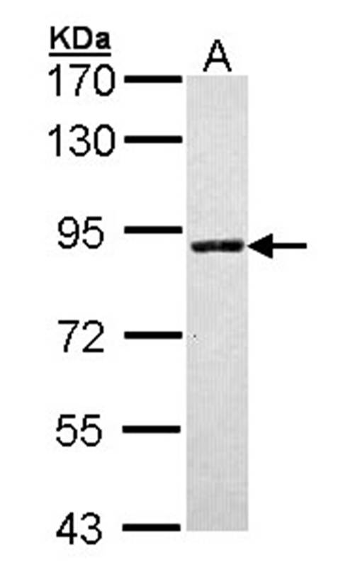 Anti-SLC26A8 Antibody