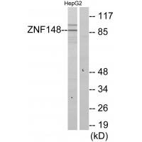 Anti-ZNF148 Antibody