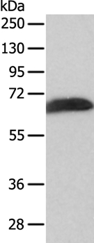Anti-SPATA16 Antibody