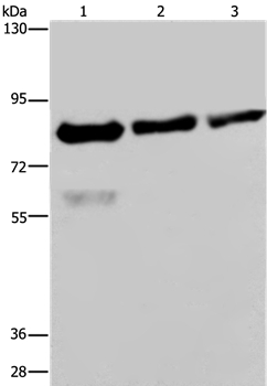 Anti-FASTKD2 Antibody