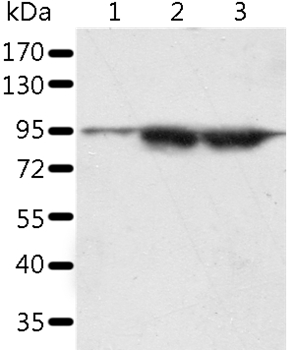 Anti-SPATA20 Antibody