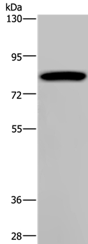 Anti-PCDHAC1 Antibody
