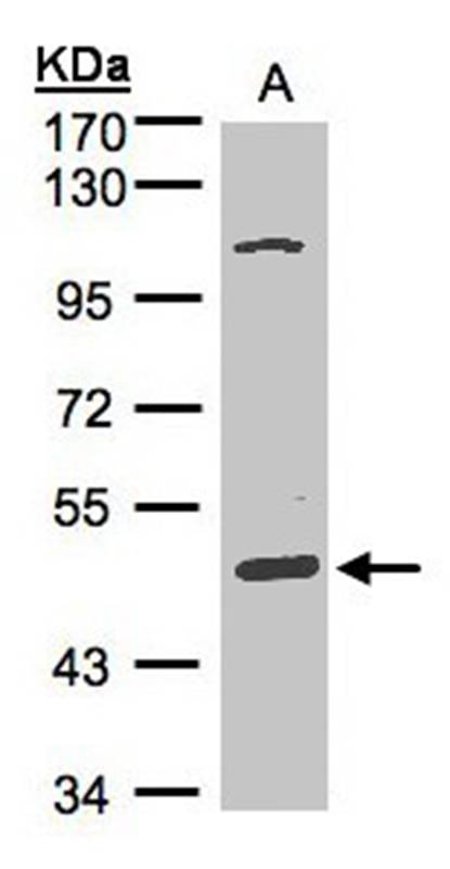 Anti-SCARA3 Antibody