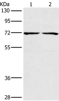 Anti-CHRNA4 Antibody