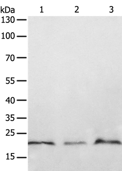 Anti-PTP4A2 Antibody