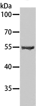 Anti-SPATA6 Antibody