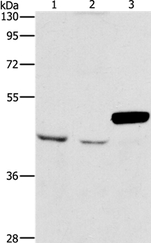Anti-ARMCX3 Antibody