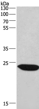 Anti-CHMP1A Antibody