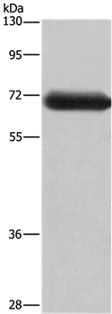 Anti-DPYSL3 Antibody