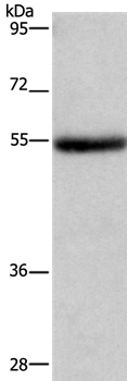 Anti-LPCAT4 Antibody