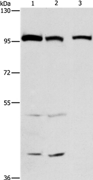 Anti-ANAPC4 Antibody