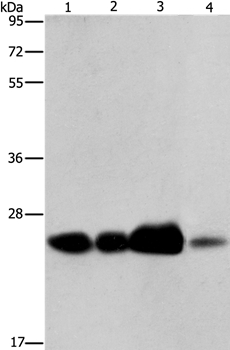 Anti-ARFRP1 Antibody