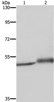Anti-ERRFI1 Antibody