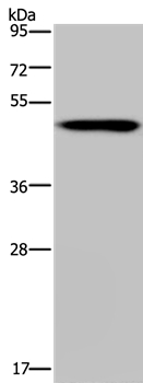 Anti-NDUFS2 Antibody