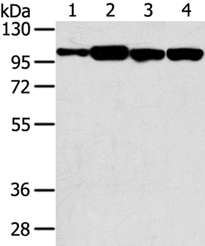 Anti-SRGAP1 Antibody