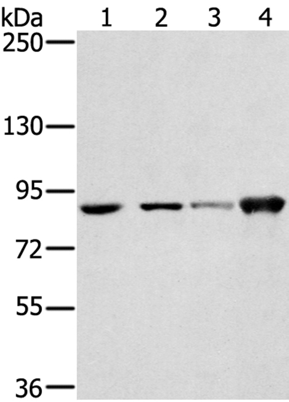 Anti-RNF214 Antibody