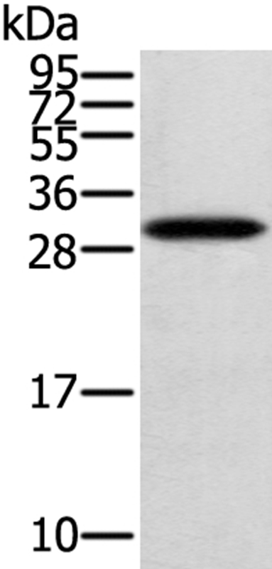 Anti-STARD5 Antibody