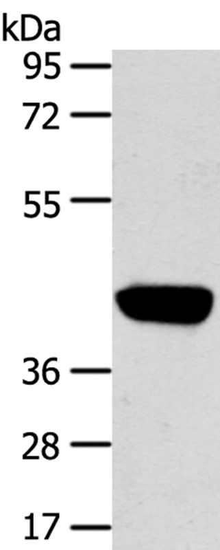 Anti-PRSS50 Antibody