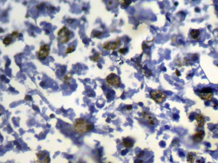 Anti-SLC8B1 Antibody