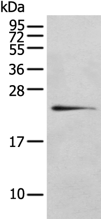 Anti-RILPL2 Antibody