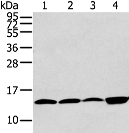 Anti-CLDND2 Antibody