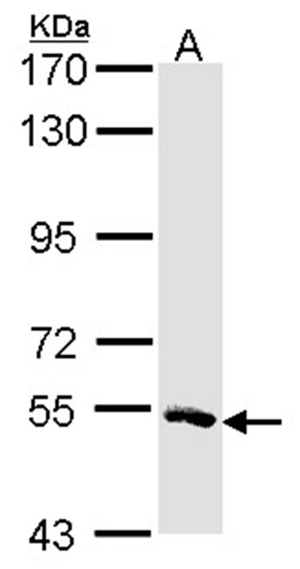 Anti-MSTO1 Antibody