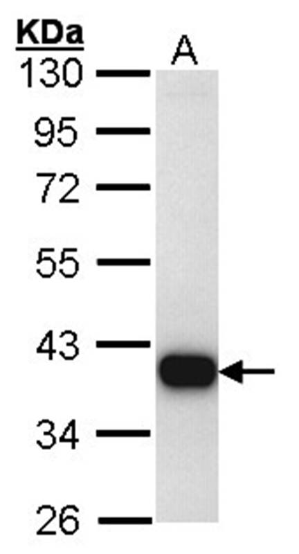 Anti-TTLL1 Antibody