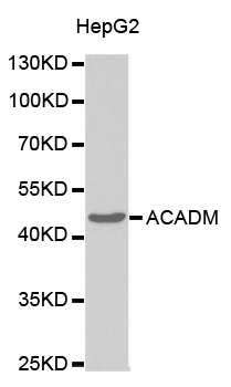 Anti-ACADM Antibody