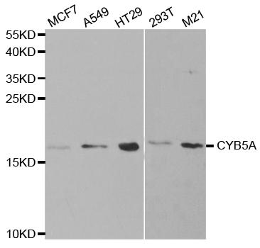 Anti-CYB5A Antibody
