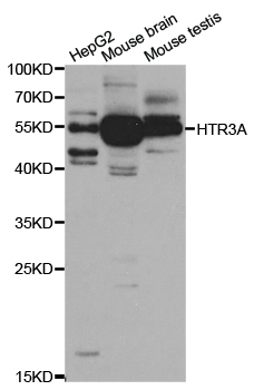 Anti-HTR3A Antibody